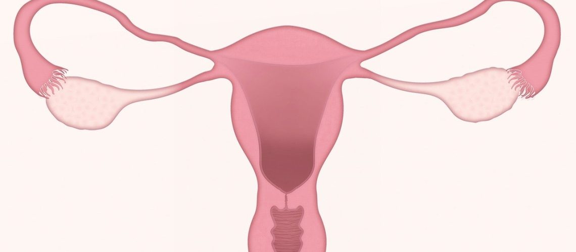 Ilustración anatómica de útero femenino